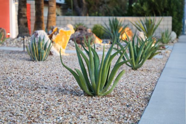 Drought Resistant Landscaping in Visalia