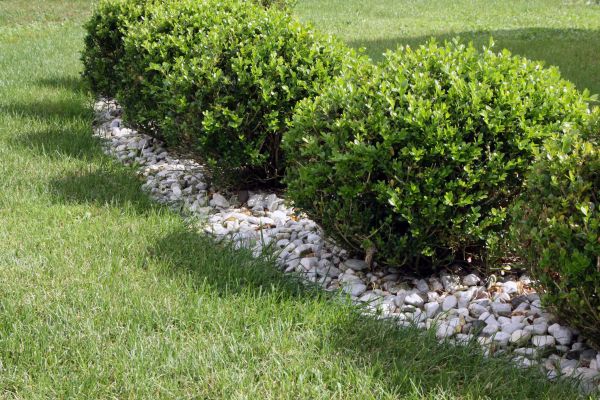 Boxwood Planting in Visalia