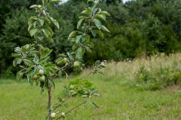 Apple Tree Planting in Visalia