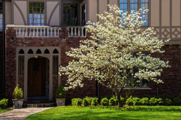 Dogwood Tree Planting in Visalia