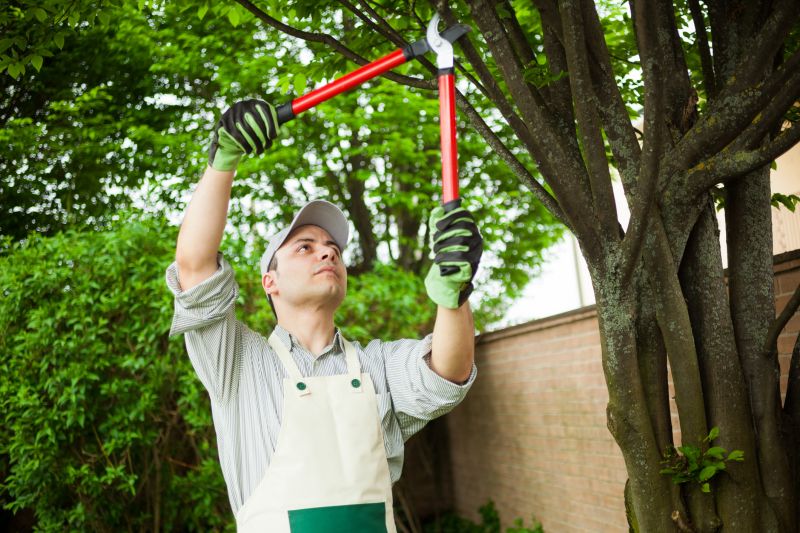 Tree Care and Pruning